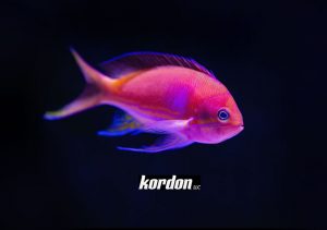 Kordon LLC.