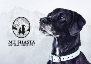 Mt. Shasta Animal Hospital